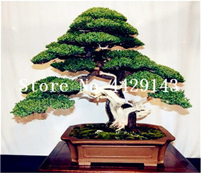 50 Pcs japanese black pine plant seeds natural indoor bonsai tree wooden perennial plants for home garden decor best packaging
50 Pcs japanese black pine plant seeds natural indoor bonsai tree wooden perennial plants for home garden decor best packaging