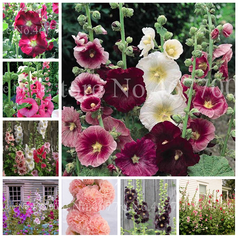 200 Pcs Seeds Hot Hollyhock Bonsai (Alcea Rosea 'Nigra') Mixed Color Flower Outdoor Potted Plant For Garden Home Beautifying Decor
200 Pcs Seeds Hot Hollyhock Bonsai (Alcea Rosea 'Nigra') Mixed Color Flower Outdoor Potted Plant For Garden Home Beautifying Decor