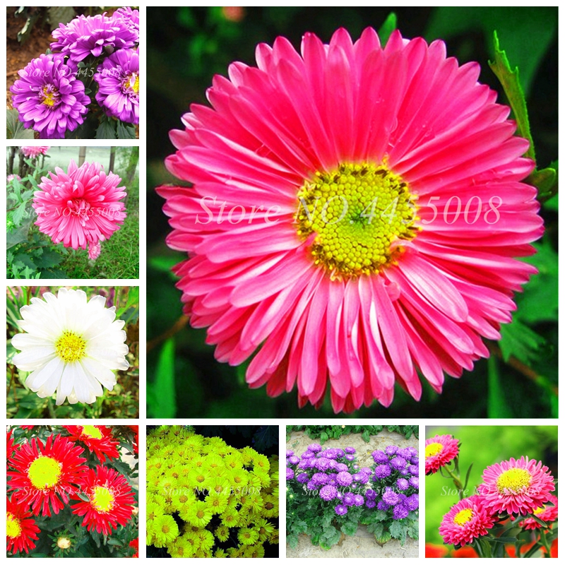 200 pcs / bag Seeds China Mother Chrysanthemum Aster Plant Rare Perennial Flower Bonsai Planta Indoor Potted Flowering Plants Family Garden
200 pcs / bag Seeds China Mother Chrysanthemum Aster Plant Rare Perennial Flower Bonsai Planta Indoor Potted Flowering Plants Family Garden