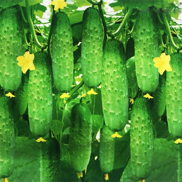Garden Supplies 200 Pieces of cucumber seeds bonsai plant seeds rare non-GMO delicious cucumber fruits and vegetables autumn home gardening planting
Garden Supplies 200 Pieces of cucumber seeds bonsai plant seeds rare non-GMO delicious cucumber fruits and vegetables autumn home gardening planting
