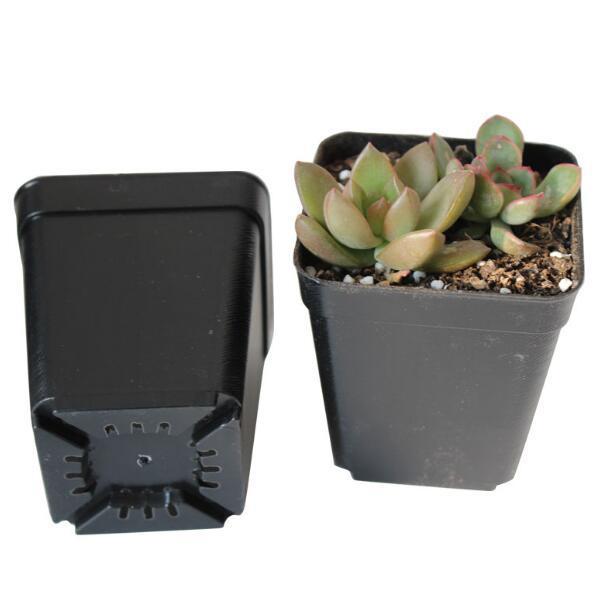 10pcs/lot 7*7*8cm Black Color Nursery Pot Flower Pots Planters Pot Trays Plastic Pots Creative Small Square Pots for Succulent Plants GYH
10pcs/lot 7*7*8cm Black Color Nursery Pot Flower Pots Planters Pot Trays Plastic Pots Creative Small Square Pots for Succulent Plants GYH