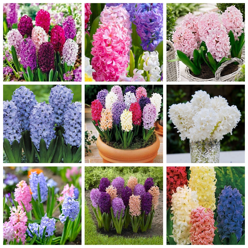 200 pcs/ bag Holland Hyacinth Indoor Perennial Hyacinthus Orientalis Garden Flower Bonsai Plant seeds Landscape Plant De Flores Easy Grow
200 pcs/ bag Holland Hyacinth Indoor Perennial Hyacinthus Orientalis Garden Flower Bonsai Plant seeds Landscape Plant De Flores Easy Grow