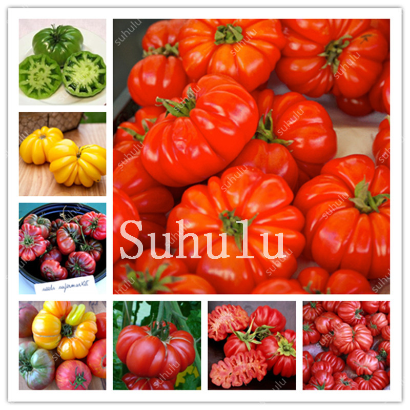 Shipping 500 pcs Heirloom Giant Monster Tomato Bonsai seeds Genuine Fresh Bonsai Very Rare Vegetables Bonsai For Home Garden Plant
Shipping 500 pcs Heirloom Giant Monster Tomato Bonsai seeds Genuine Fresh Bonsai Very Rare Vegetables Bonsai For Home Garden Plant