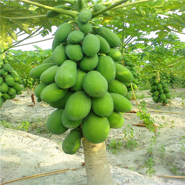 20 Pcs Giant Fresh Papaya Bonsai Natural Organic Fruit Tree Bonsai Perennial Potted Plants for Home Garden Spring Farm Supplies
20 Pcs Giant Fresh Papaya Bonsai Natural Organic Fruit Tree Bonsai Perennial Potted Plants for Home Garden Spring Farm Supplies