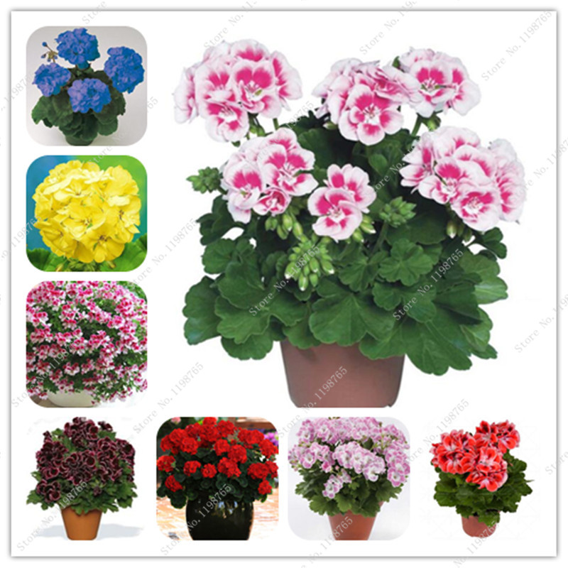 200 Pcs Colorful Bonsai Geranium Flower Rare Variegated Geranium Bonsai Potted Indoor Rooms Home Garden Flower For Bonsai Plant
200 Pcs Colorful Bonsai Geranium Flower Rare Variegated Geranium Bonsai Potted Indoor Rooms Home Garden Flower For Bonsai Plant