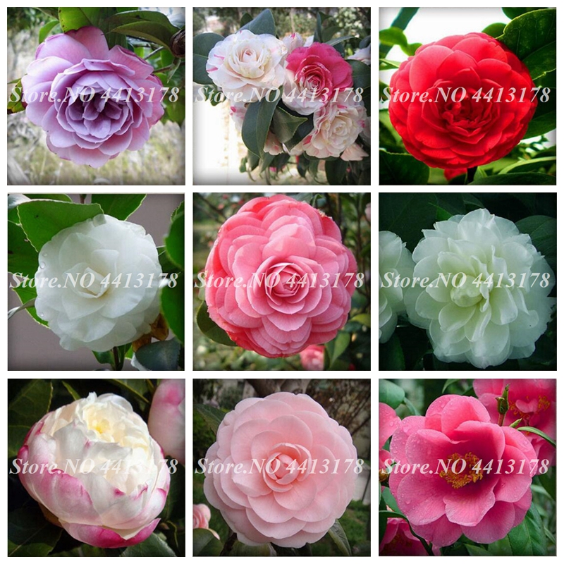 5 Pcs/ bag Rainbow Camellia Seeds Bonsai Flower Garden Diy Potted Plants Indoor & Outdoor Pot Flores Organic Germination Rate Of 98%
5 Pcs/ bag Rainbow Camellia Seeds Bonsai Flower Garden Diy Potted Plants Indoor & Outdoor Pot Flores Organic Germination Rate Of 98%