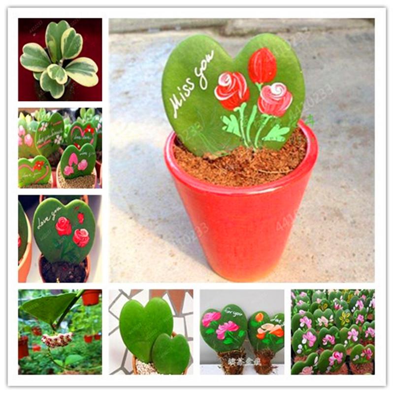 100 pcs/ bag Rare Hoya Kerrii Bonsai Plant Outdoor & Indoor Perennial Novel Potted Succulent Planta for Home Garden Flower Pot
100 pcs/ bag Rare Hoya Kerrii Bonsai Plant Outdoor & Indoor Perennial Novel Potted Succulent Planta for Home Garden Flower Pot