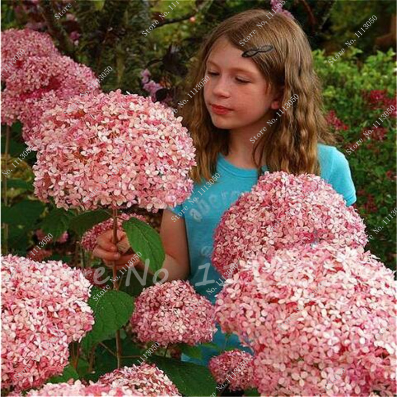Sale! 100 Pcs Hydrangea bonsai plant seeds Tohum Garden Flowers bonsai Bonsai Plants Indoor Flowers For Home Jardin Perennial Pot Sementes
Sale! 100 Pcs Hydrangea bonsai plant seeds Tohum Garden Flowers bonsai Bonsai Plants Indoor Flowers For Home Jardin Perennial Pot Sementes