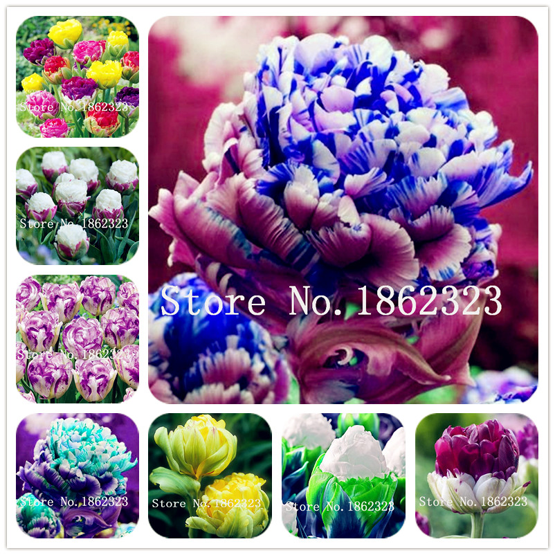 100Pcs Rare Double Tulip Flower bonsai plant seeds Beautiful Garden Tulip Flower Plant For Garden Plants 24 Colors Available Symbolizes Love
100Pcs Rare Double Tulip Flower bonsai plant seeds Beautiful Garden Tulip Flower Plant For Garden Plants 24 Colors Available Symbolizes Love