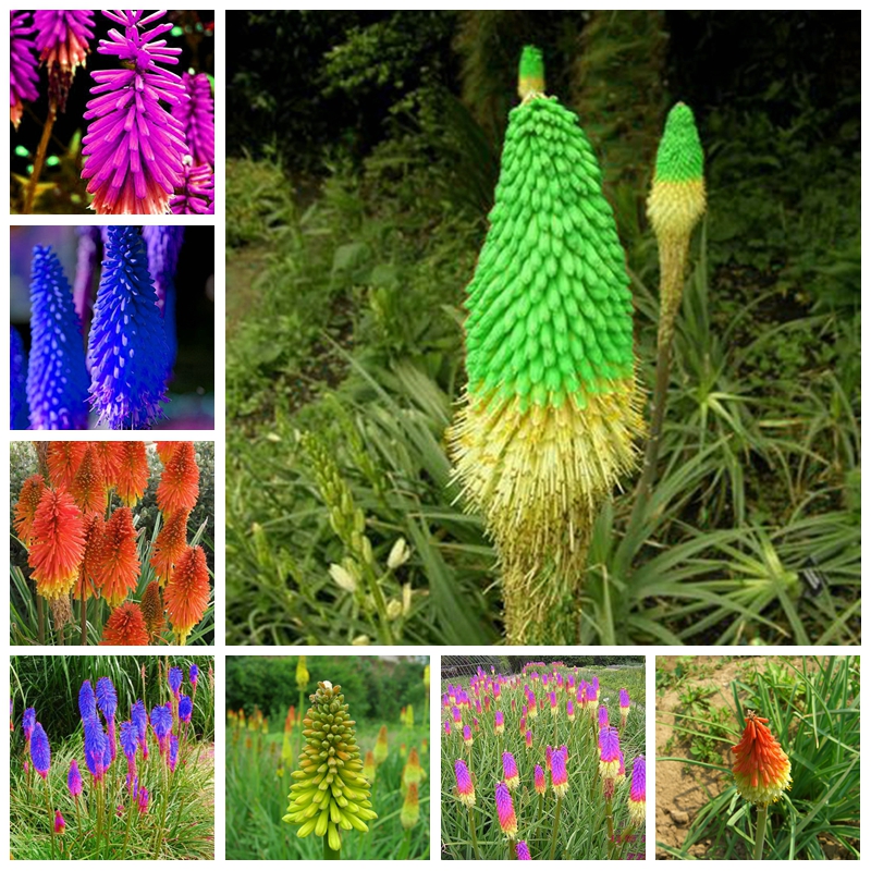 200 PCS Seeds Balcony Torch Flower Bonsai Elegant Home Garden Supplies Beautiful Rare Exotic Flower Kniphofia Bonsai for Flower Pot
200 PCS Seeds Balcony Torch Flower Bonsai Elegant Home Garden Supplies Beautiful Rare Exotic Flower Kniphofia Bonsai for Flower Pot