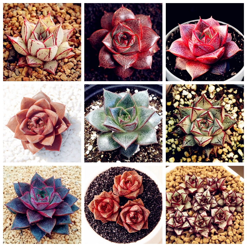Hot Sale! 2000 Pcs Seeds Echeveria Purpusorum Bonsai Fresh Succulent Plant Home Rock Garden Gorgeous Round Leaf RARE Succulents Plant
Hot Sale! 2000 Pcs Seeds Echeveria Purpusorum Bonsai Fresh Succulent Plant Home Rock Garden Gorgeous Round Leaf RARE Succulents Plant