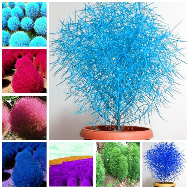 300 pcs Seeds Bonsai Kochia Grass Perennial Outdoor Burning Bush Kochia Scoparia Plants Easy to Grow Potted Garden Ornamental Planta
300 pcs Seeds Bonsai Kochia Grass Perennial Outdoor Burning Bush Kochia Scoparia Plants Easy to Grow Potted Garden Ornamental Planta