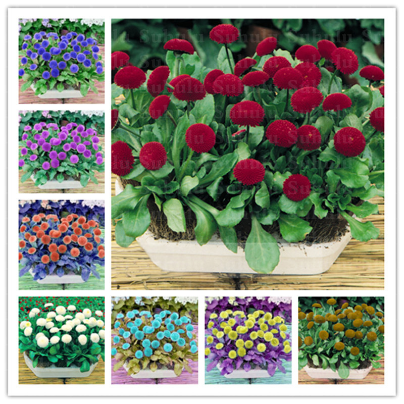 300pcs/bag Seeds english dwarf daisy plants bellis perennis rare bonsai chrysanthemum flower plants for home garden outdoor flowers
300pcs/bag Seeds english dwarf daisy plants bellis perennis rare bonsai chrysanthemum flower plants for home garden outdoor flowers