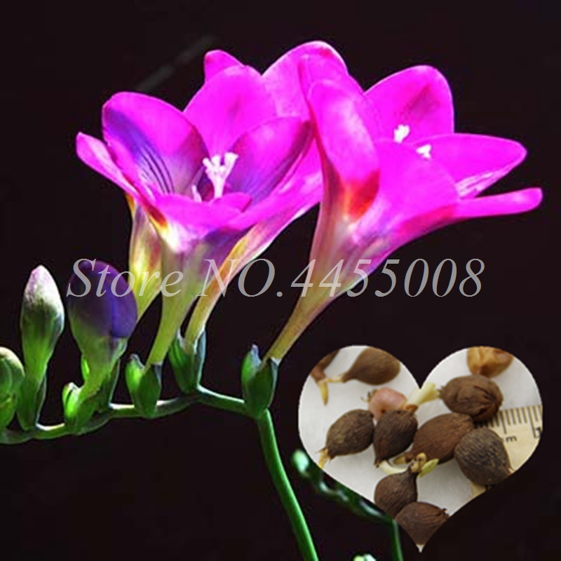 200 pcs/ bag Seeds Gorgeous Freesia Bonsai Plant Flowers High Quality Orchid Flower Plants for home Potted Garden Charming Flowering
200 pcs/ bag Seeds Gorgeous Freesia Bonsai Plant Flowers High Quality Orchid Flower Plants for home Potted Garden Charming Flowering