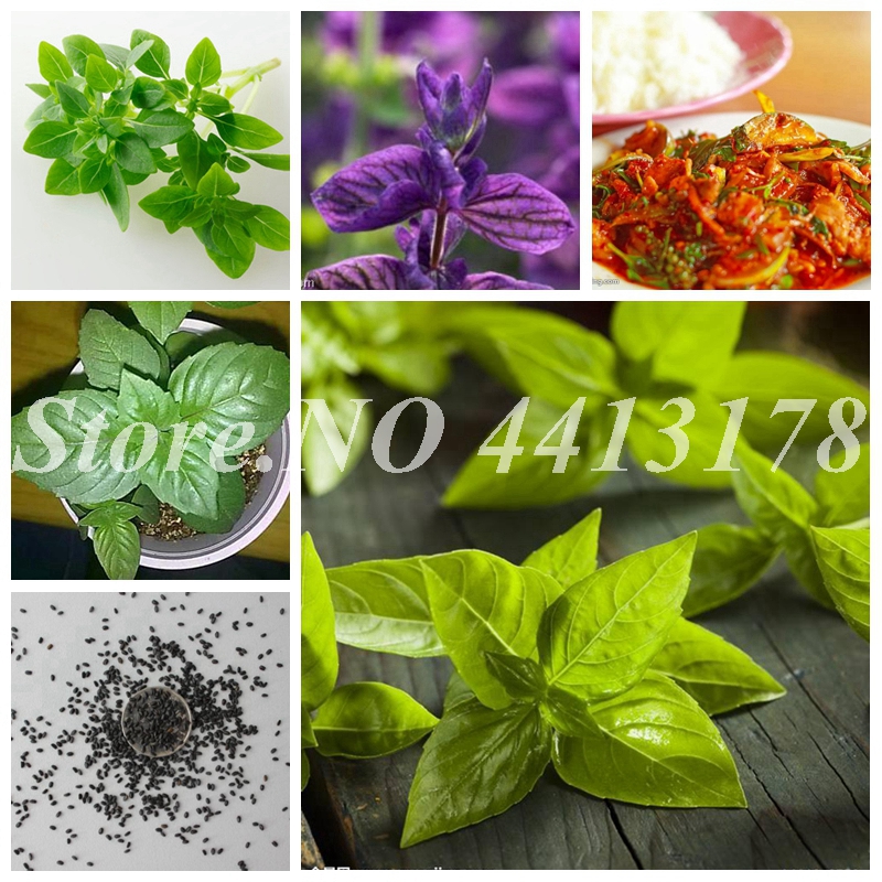 200 pcs/ bag Seeds Herb Basil Balcony Large Leaf Ocimum Basilicum Plant Bonsai Aromatic Vegetable Plant for Flower Pot Planters
200 pcs/ bag Seeds Herb Basil Balcony Large Leaf Ocimum Basilicum Plant Bonsai Aromatic Vegetable Plant for Flower Pot Planters