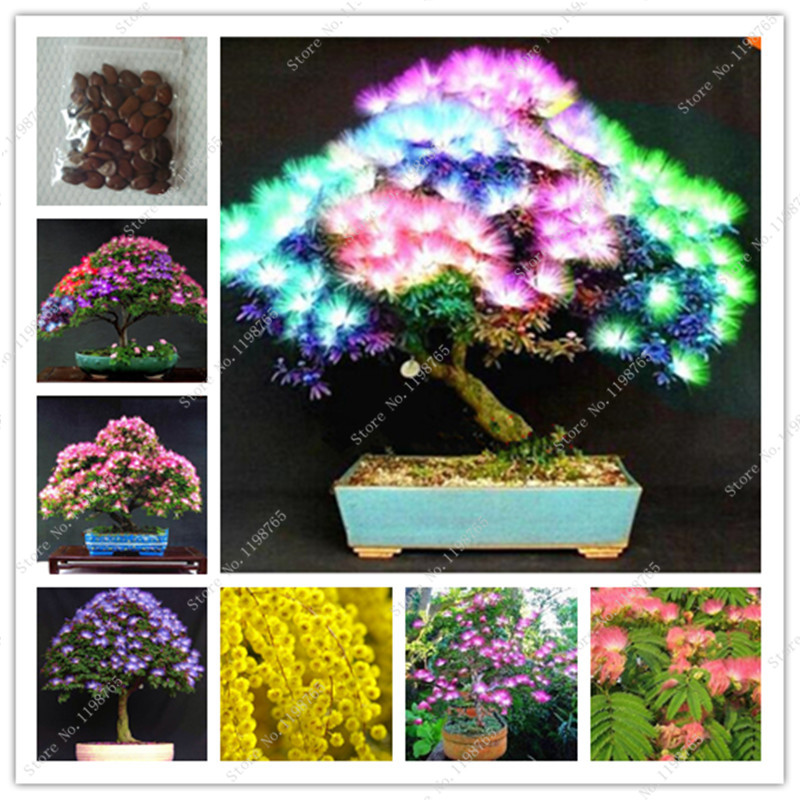 Bonsai 50 Pcs Rainbow Albizzia Acacia Flower Outdoor Bonsai Tree Albizzia Organic Blooming Flower Potted Plant Home Garden Plant seeds
Bonsai 50 Pcs Rainbow Albizzia Acacia Flower Outdoor Bonsai Tree Albizzia Organic Blooming Flower Potted Plant Home Garden Plant seeds