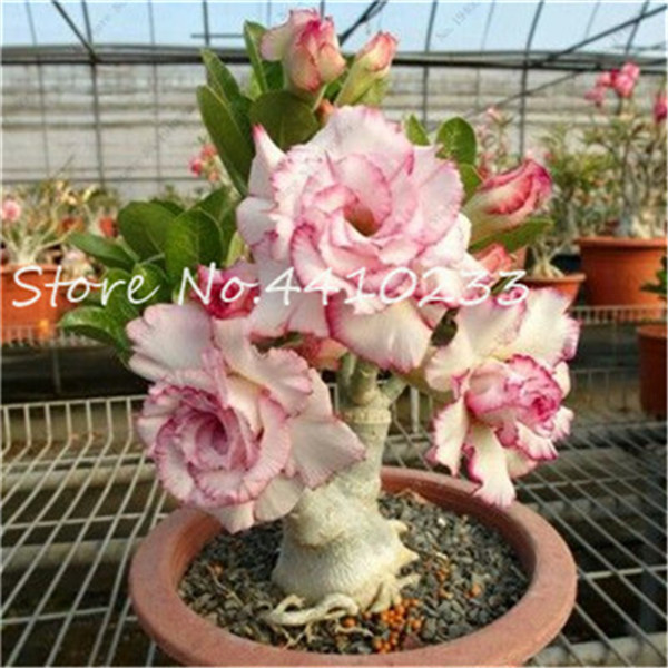 100% True Adenium Obesum Bonsai Exotic Desert Rose Flowers Balcony Desert-Rose Bonsai MultiColor Petals Succulents Tree 5 Pcs Seeds
100% True Adenium Obesum Bonsai Exotic Desert Rose Flowers Balcony Desert-Rose Bonsai MultiColor Petals Succulents Tree 5 Pcs Seeds