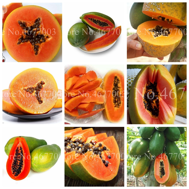50 pcs/ bag Seeds Tropic 100% True Papaya Bonsai Tree Organic Carica Papaya Potted For Garden Vegetable Fruit Flower Pot Planting
50 pcs/ bag Seeds Tropic 100% True Papaya Bonsai Tree Organic Carica Papaya Potted For Garden Vegetable Fruit Flower Pot Planting