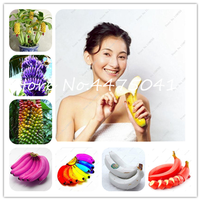 100Pcs Rainbow Banana Fruit Bonsai plant seeds Subtropics Fruit Organic Heirloom Dwarf Fruit Trees,Milk Taste,Outdoor Perennial Planta
100Pcs Rainbow Banana Fruit Bonsai plant seeds Subtropics Fruit Organic Heirloom Dwarf Fruit Trees,Milk Taste,Outdoor Perennial Planta
