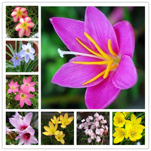 100 Pcs Rare Holland Rainlily Flower bonsai Home Garden Rare Flower Bonsai Mixed color Rainlily For home garden decoration
100 Pcs Rare Holland Rainlily Flower bonsai Home Garden Rare Flower Bonsai Mixed color Rainlily For home garden decoration