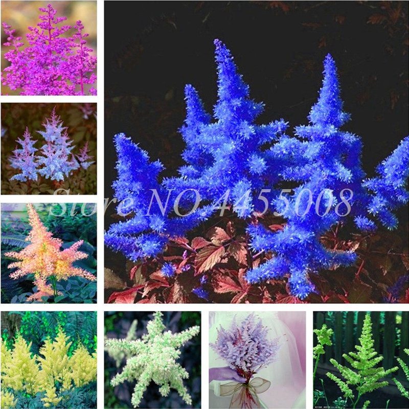 Spiraea Mixed Astilbe Perennial Flower Bonsai,200pcs/ bag Seeds Outdoor Cold Hardy Heat Tolerant * Potted Home Little Garden
Spiraea Mixed Astilbe Perennial Flower Bonsai,200pcs/ bag Seeds Outdoor Cold Hardy Heat Tolerant * Potted Home Little Garden