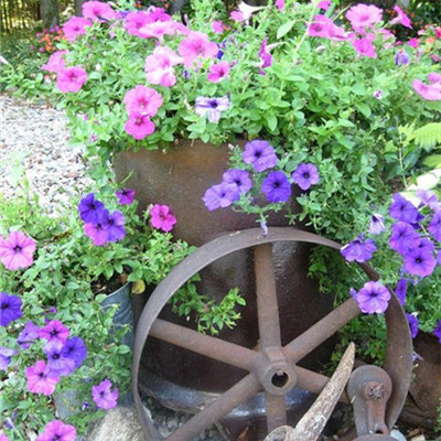 100 pcs Rare Colour Petunia Seeds Bonsai Flower Seeds Short Height Garden Perennial Flowers Seeds Indoor Or Ourdoor Plant Pot
100 pcs Rare Colour Petunia Seeds Bonsai Flower Seeds Short Height Garden Perennial Flowers Seeds Indoor Or Ourdoor Plant Pot
