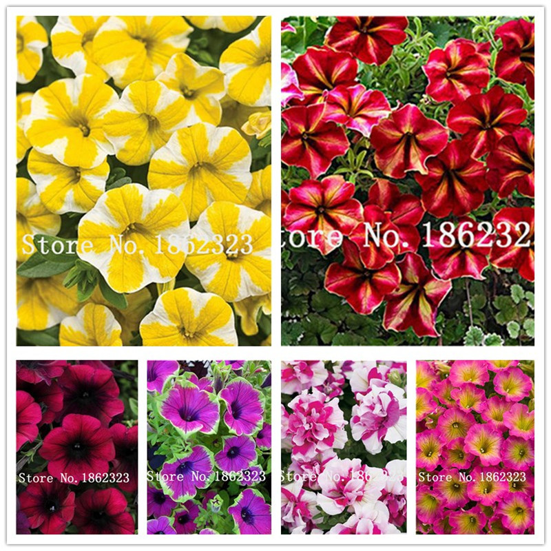 Bonsai 500 Pcs Climbing Petunia Plants seeds Melissa Original Flower Plantas Perennial Flowers For Home Garden Pot Planting Easy to Grow
Bonsai 500 Pcs Climbing Petunia Plants seeds Melissa Original Flower Plantas Perennial Flowers For Home Garden Pot Planting Easy to Grow