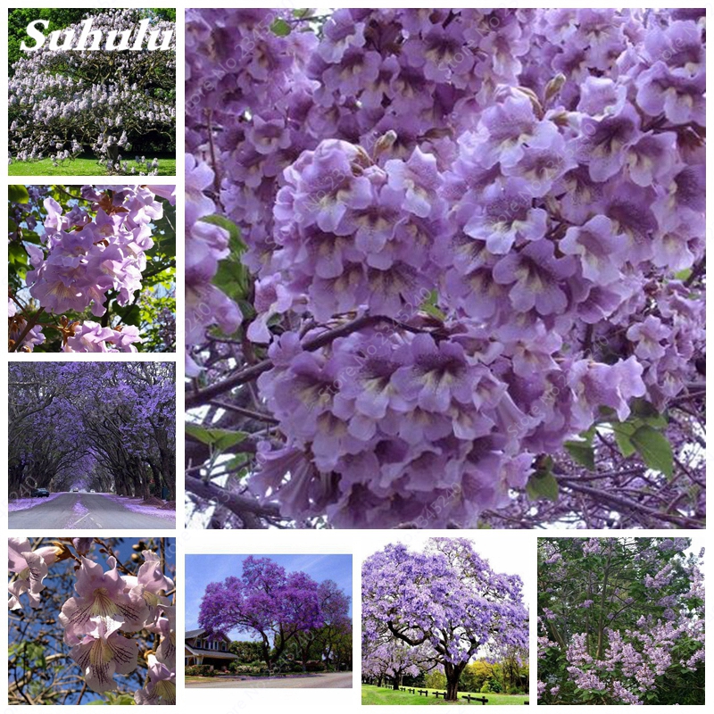 200 pcs/ bag Romantic Paulownia Seeds Outdoor Bonsai Potted Elongata Royal Empress Forest Tree Flower Plant DIY Home Garden
200 pcs/ bag Romantic Paulownia Seeds Outdoor Bonsai Potted Elongata Royal Empress Forest Tree Flower Plant DIY Home Garden
