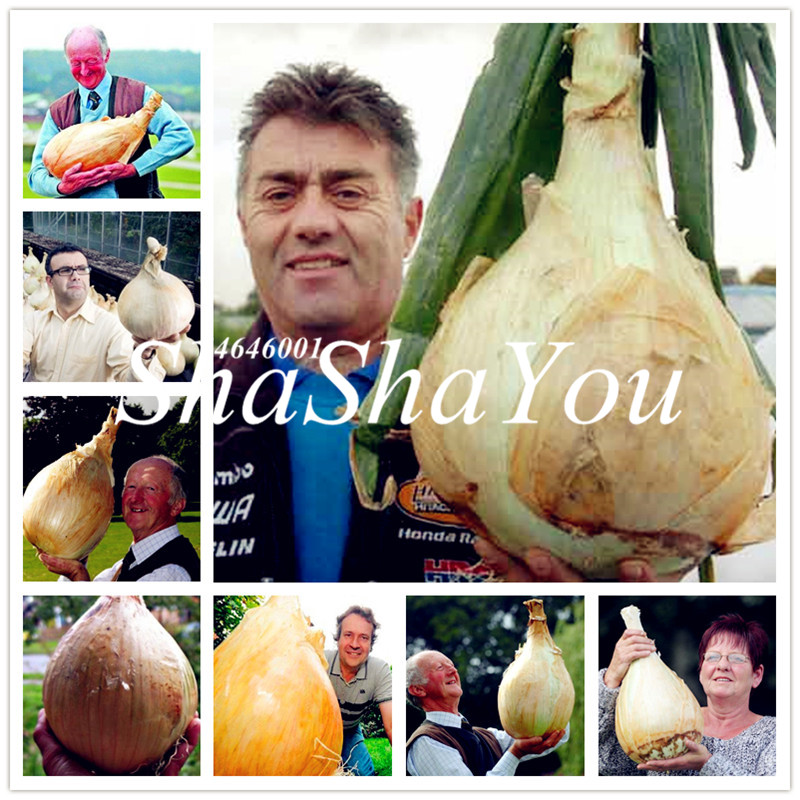 Cheap 200 Pcs Seeds Edible Onion bonsai Belaya Koroleva - Organic Heirloom Vegetable plants for Home Garden DIY Potted Plant
Cheap 200 Pcs Seeds Edible Onion bonsai Belaya Koroleva - Organic Heirloom Vegetable plants for Home Garden DIY Potted Plant