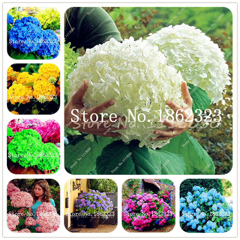 

Multiple Color Choices Hydrangea Bonsai Perennial Flower plant Hydrangea Balcony Ornamental Flowers, Garden Plants Bonsai seeds -200Pcs