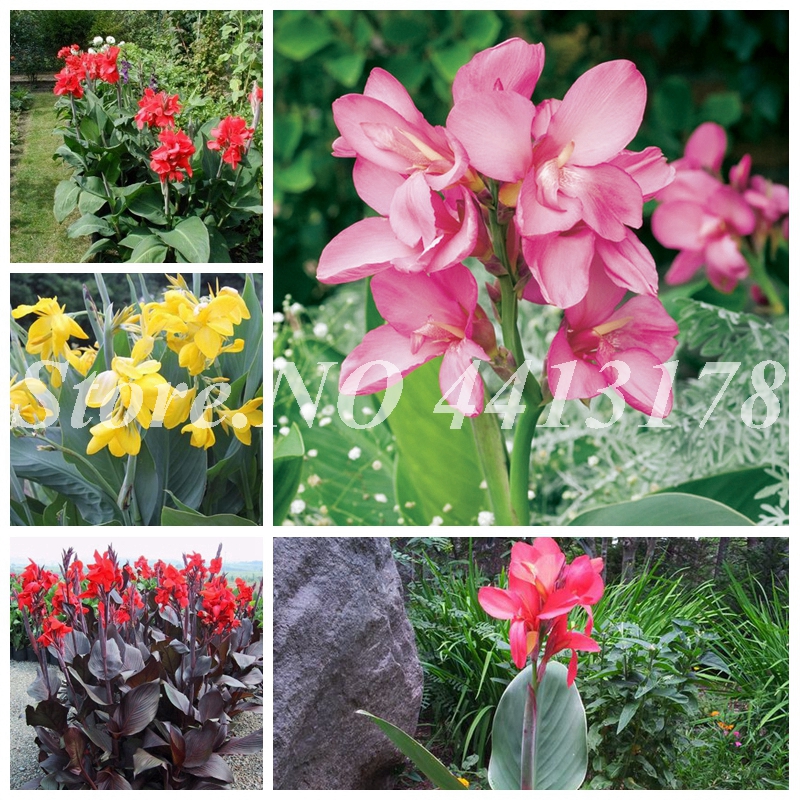 200 pcs/ bagDwarf Bonsai Canna Lily Seeds Outdoor Tropical Bronze Scarlet Foliage Perennial Potted Flower For Home Garden Supply Decor
200 pcs/ bagDwarf Bonsai Canna Lily Seeds Outdoor Tropical Bronze Scarlet Foliage Perennial Potted Flower For Home Garden Supply Decor