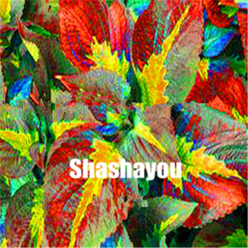 New Hot 300 pcs Seeds Rainbow Mix Coleus bonsai 15 Kinds Of Flower Grass plant Home Garden Bonsai Tree Decor Balcony Plant
New Hot 300 pcs Seeds Rainbow Mix Coleus bonsai 15 Kinds Of Flower Grass plant Home Garden Bonsai Tree Decor Balcony Plant