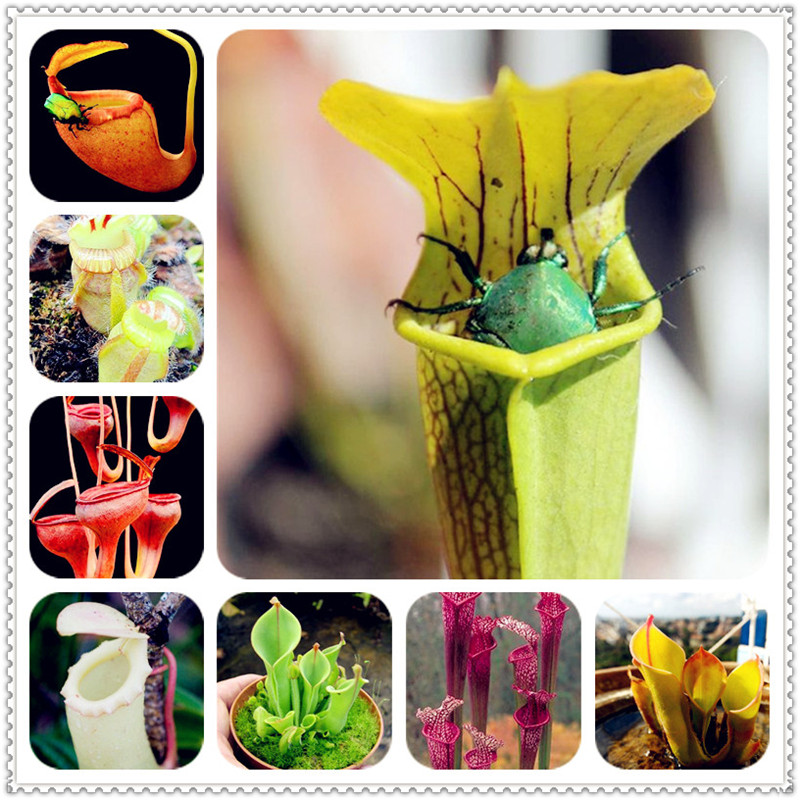 500 pcs Dionaea Muscipula Giant Clip Venus Flytrap bonsai plant seeds Potted Insectivorous Plant bonsai grass Flycatcher For Home and Garden
500 pcs Dionaea Muscipula Giant Clip Venus Flytrap bonsai plant seeds Potted Insectivorous Plant bonsai grass Flycatcher For Home and Garden