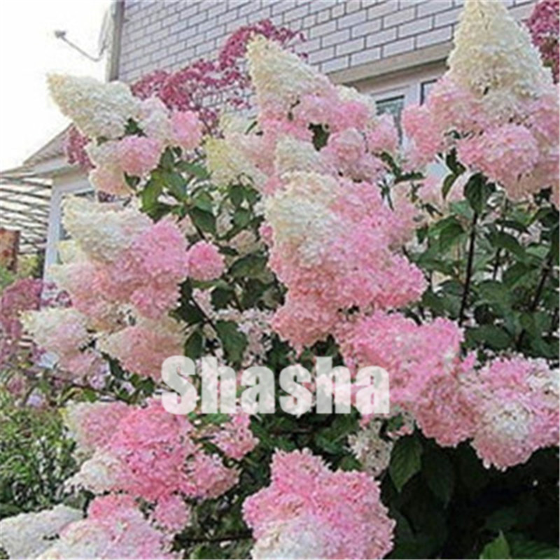 Sales! 200 pcs Rare Hydrangea Plants seeds Mixed Hydrangea Flowers Home Plant Bonsai Viburnum Flower For Home Garden Ornamental Bonsai
Sales! 200 pcs Rare Hydrangea Plants seeds Mixed Hydrangea Flowers Home Plant Bonsai Viburnum Flower For Home Garden Ornamental Bonsai
