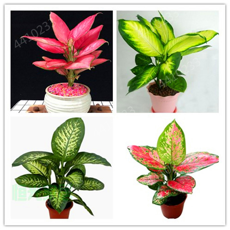 100 Pcs Dieffenbachia Bonsai Home Money Tree Plant Rare Indoor Garden Pot Sementes Perennial Lucky Bonsais Plant Purify The Air
100 Pcs Dieffenbachia Bonsai Home Money Tree Plant Rare Indoor Garden Pot Sementes Perennial Lucky Bonsais Plant Purify The Air