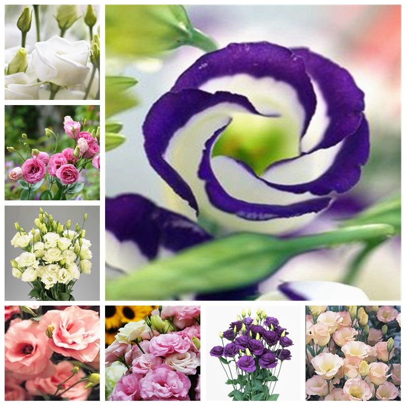 

400 Pcs Seeds Wedding Decor Eustoma Lisianthus bonsai Platycodon Grandiflorum Herb flores para jardim Jardinagem Em Casa bonsai planta