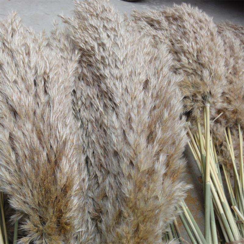 20 Pcs Natural Dried Pampas Grass Phragmites Communis Reed Plants Wedding Flower Bunch Home Decor Diy Dried Flowers Pampas Grass