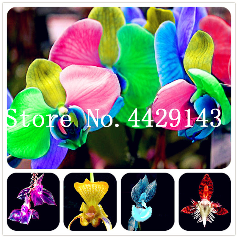 Rare Orchid Bonsai plant seeds Balcony Flower Blue Butterfly Orchid Flower Beautiful Garden Phalaenopsis Orchids Bonsai-500Pcs Free Shipping
Rare Orchid Bonsai plant seeds Balcony Flower Blue Butterfly Orchid Flower Beautiful Garden Phalaenopsis Orchids Bonsai-500Pcs Free Shipping