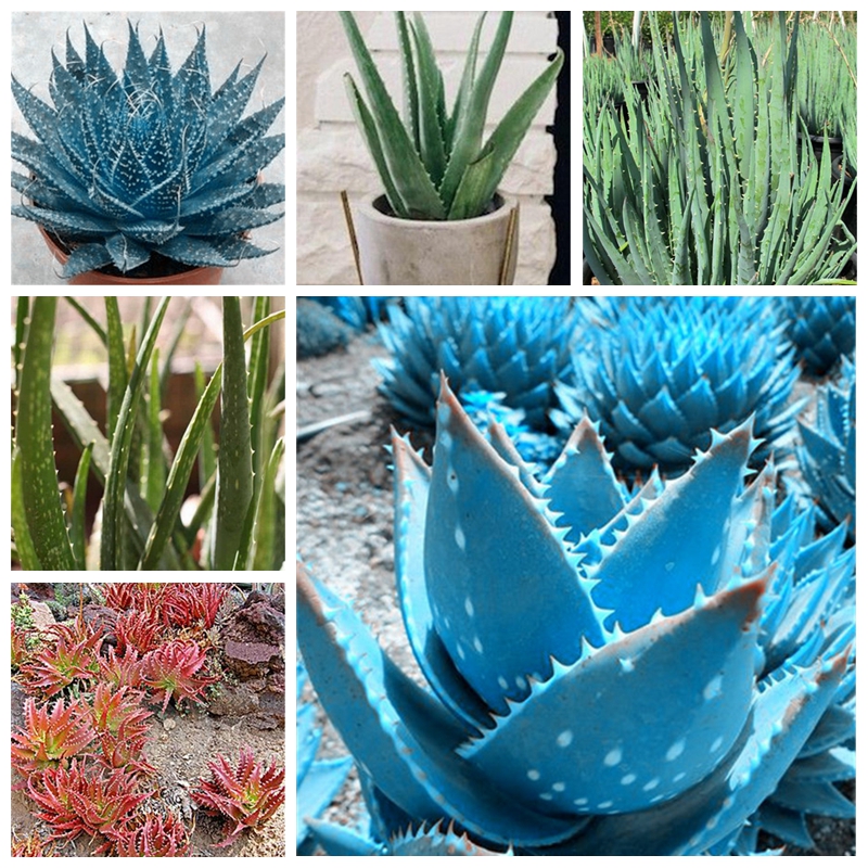 200 pcs/ bag Color Aloe Vera Bonsai Plant seeds Rare Herbal Succulent Pot Planta Edible Organic Bonsai Flower Garden Planting Purify Air
200 pcs/ bag Color Aloe Vera Bonsai Plant seeds Rare Herbal Succulent Pot Planta Edible Organic Bonsai Flower Garden Planting Purify Air