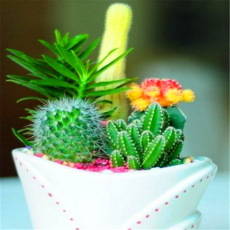 Promotion! 300pcs Seeds rare cactus Decor planters Flower Bonsai Perennial rose Plant for Home Garden Pot
Promotion! 300pcs Seeds rare cactus Decor planters Flower Bonsai Perennial rose Plant for Home Garden Pot