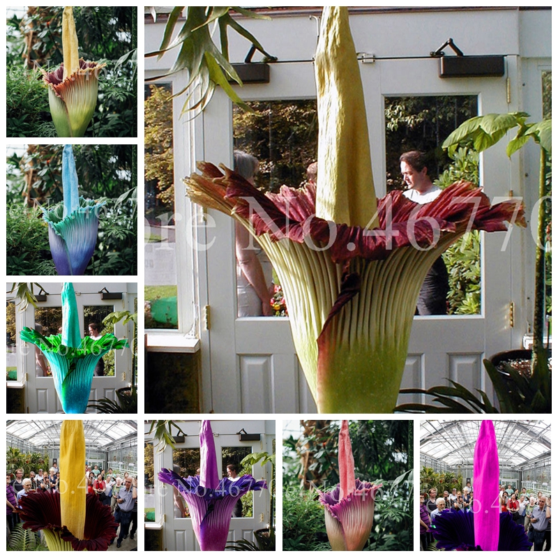 Big Promotion 200 Pcs Seeds Outdoor Cut Corpse Bonsai Flower Garden Perennial Potted Plants Indoor Aerobic Corpse plant Flower Plantas
Big Promotion 200 Pcs Seeds Outdoor Cut Corpse Bonsai Flower Garden Perennial Potted Plants Indoor Aerobic Corpse plant Flower Plantas