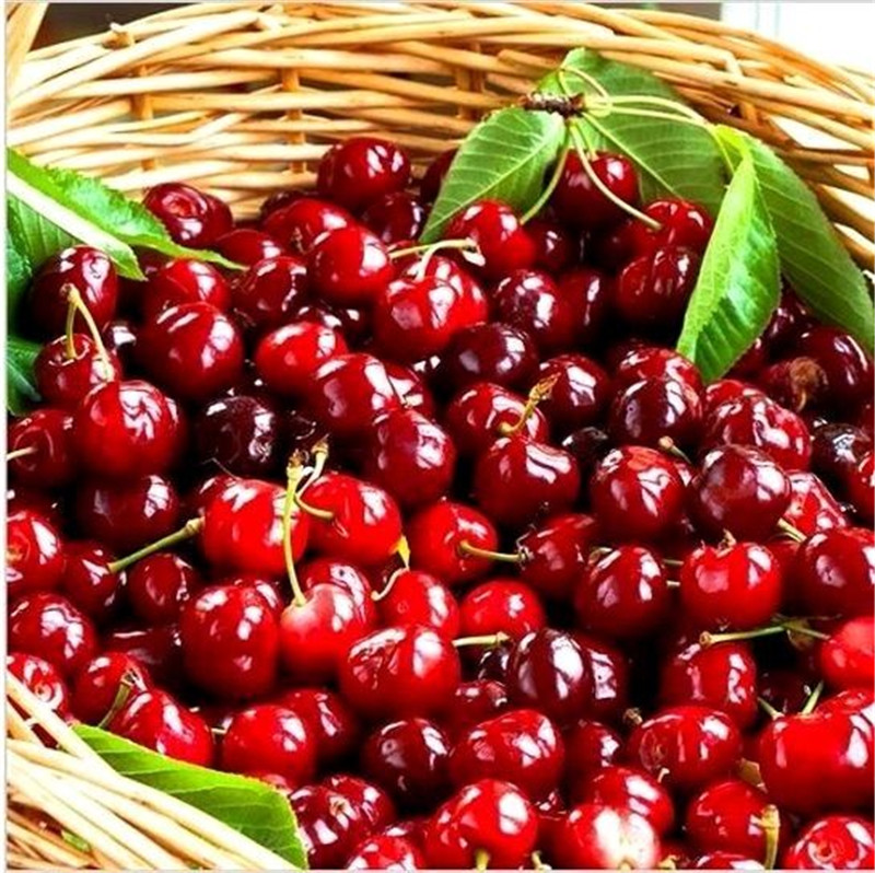 Big sale! mini cherry tree seeds cherry plants bonsai tree dwarf cherry tree plants fruit flowers for home & garden 30 pcs / bag
Big sale! mini cherry tree seeds cherry plants bonsai tree dwarf cherry tree plants fruit flowers for home & garden 30 pcs / bag