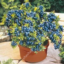 BlueBerry Bonsai 500 pcs Fruit Tree seeds Highbush Blueberries DIY Countyard Bonsai plants Seedling for home & garden easy to grow
BlueBerry Bonsai 500 pcs Fruit Tree seeds Highbush Blueberries DIY Countyard Bonsai plants Seedling for home & garden easy to grow