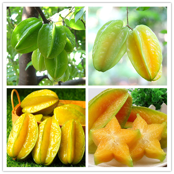 Organic 50 Pcs/ bag Imported Carambola Bonsais Star Fruit Tree Shrub Fruit Edible Starfruit for Home Garden Flower Bonsai plant seeds
Organic 50 Pcs/ bag Imported Carambola Bonsais Star Fruit Tree Shrub Fruit Edible Starfruit for Home Garden Flower Bonsai plant seeds