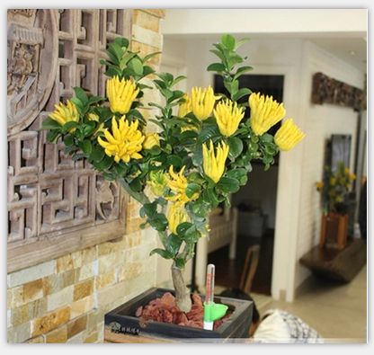 New 50 Pcs Bergamot Seeds,Family Potted Plants,Colourful Buddha Hand Seeds,Purify Air,Tropical Fruit Seeds DIY Potted Plant
New 50 Pcs Bergamot Seeds,Family Potted Plants,Colourful Buddha Hand Seeds,Purify Air,Tropical Fruit Seeds DIY Potted Plant