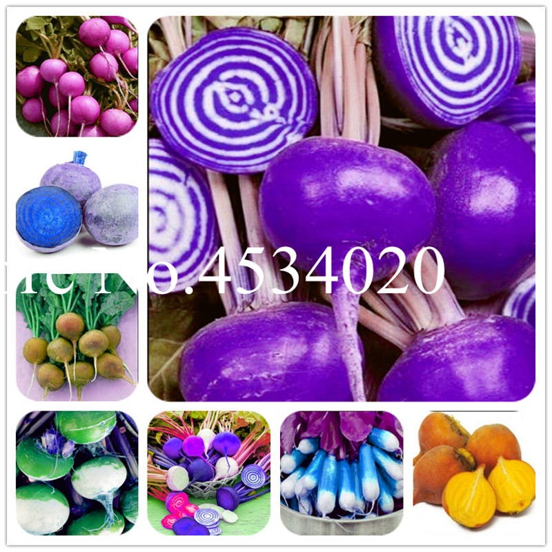 100pc Non-GMO Heirloom Sugar Seeds Exotic Beet Organic Vegetable Beetroot Bonsai For Healthy Garden the Budding Rate 97%
100pc Non-GMO Heirloom Sugar Seeds Exotic Beet Organic Vegetable Beetroot Bonsai For Healthy Garden the Budding Rate 97%