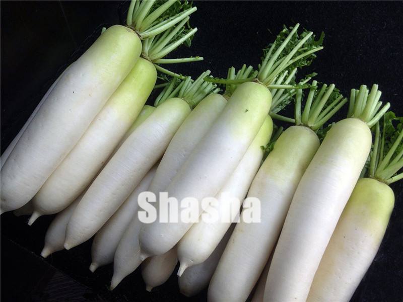 200 PCS White Radish plants Vegetable seeds Juicy And Nutritious Early Spring Radish plants for Garden Perennial Non GMO Plant Pot
200 PCS White Radish plants Vegetable seeds Juicy And Nutritious Early Spring Radish plants for Garden Perennial Non GMO Plant Pot