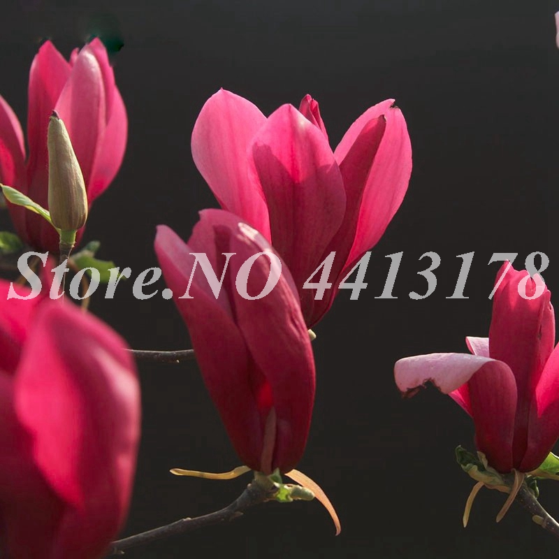 100 pcs/ bag Red Magnolia Seeds Imported Outdoor Bonsai Potted Charming Fragrant Yulan Flower Plant Easy to Grow for Garden Decor
100 pcs/ bag Red Magnolia Seeds Imported Outdoor Bonsai Potted Charming Fragrant Yulan Flower Plant Easy to Grow for Garden Decor