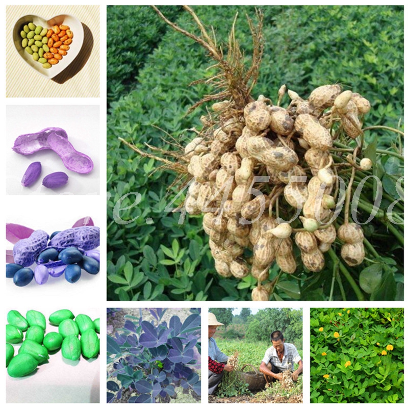 10 pcs/ bag Seeds Mixed Organic Peanut Bonsai Arachis Hypogaea Rare Heirloom Peanut Plant Vegetable Potted For Home Garden Flower Pot
10 pcs/ bag Seeds Mixed Organic Peanut Bonsai Arachis Hypogaea Rare Heirloom Peanut Plant Vegetable Potted For Home Garden Flower Pot