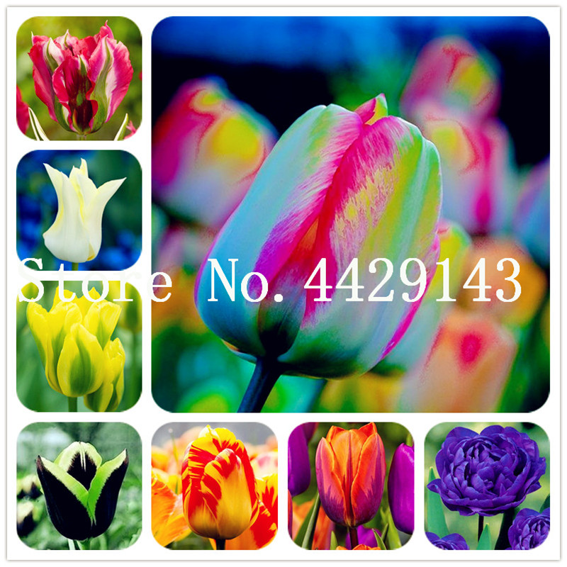 Hot Sale! 500 Pcs Tulip Flowers Bonsai plant seeds Rainbow Color Petals Outdoor Tulip Flower Perennial DIY Home and Garden Bonsai Pot Plants
Hot Sale! 500 Pcs Tulip Flowers Bonsai plant seeds Rainbow Color Petals Outdoor Tulip Flower Perennial DIY Home and Garden Bonsai Pot Plants